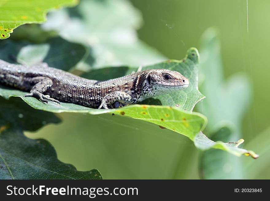 Lizard - Zootoca-vivipara on one leaf - Taking a sunbath