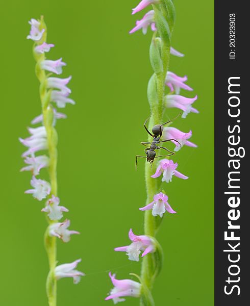 The ant on the revolving floret, appreciates the floret the beauty. The ant on the revolving floret, appreciates the floret the beauty.