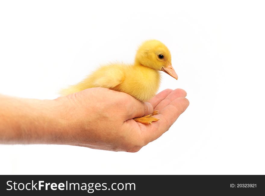 A hand holding a yellow and expressive duck isloated on white. A hand holding a yellow and expressive duck isloated on white