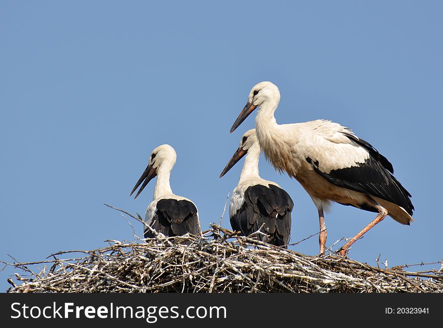 White Stork on nest in spring with blue sky