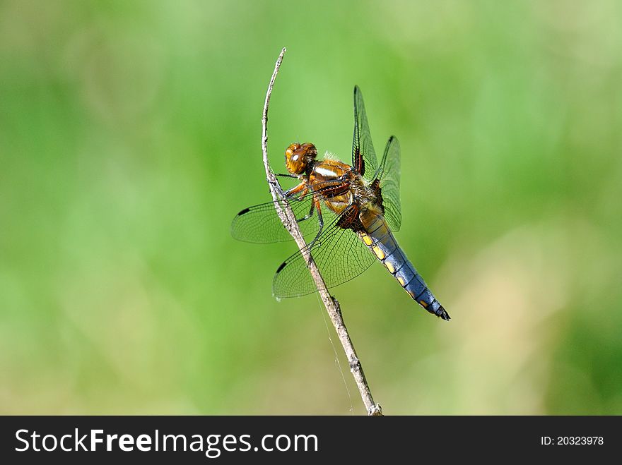 Blue Dasher Dragonfly, Pachydiplax longipennis on stick