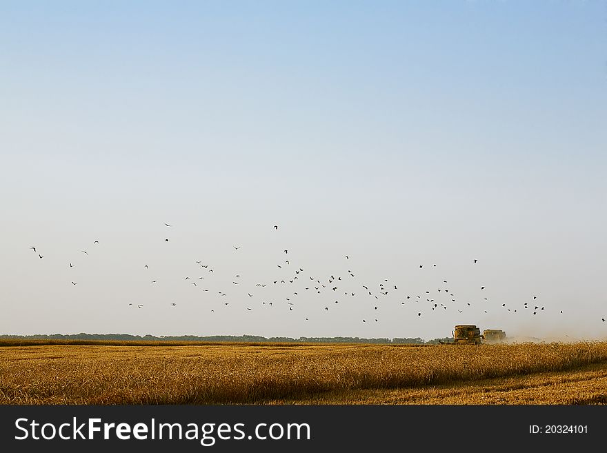 Combine harvester in field wheat