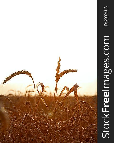 Wheat field at sunset time