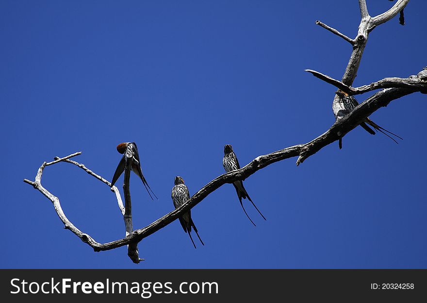 Lesser Striped Swallows on the Okovango Delta, Botswana. Lesser Striped Swallows on the Okovango Delta, Botswana.