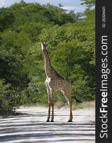 African Reticulated Giraffe, one of nine subspecies. African Reticulated Giraffe, one of nine subspecies