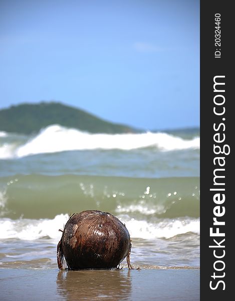 Coconut  on the beach