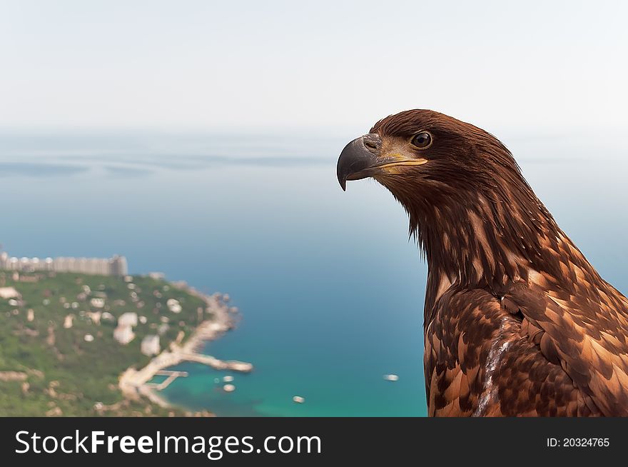 Hand-eagle on the lookout in the mountains of Crimea, Ukraine