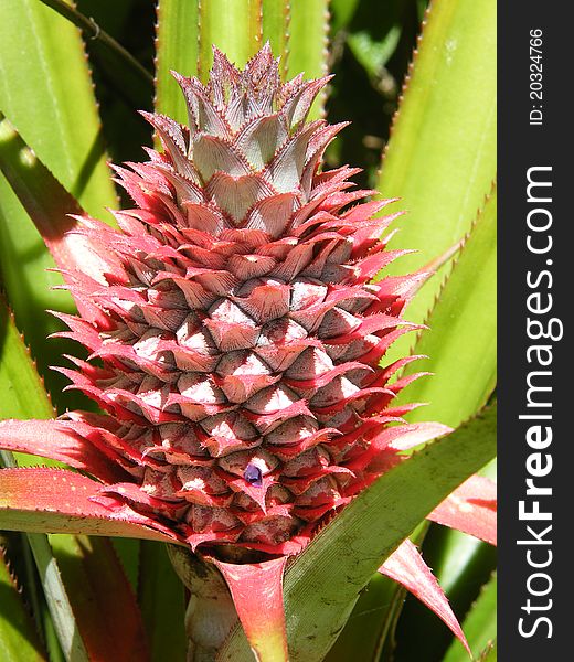 Pineapple fruit at its blossom
