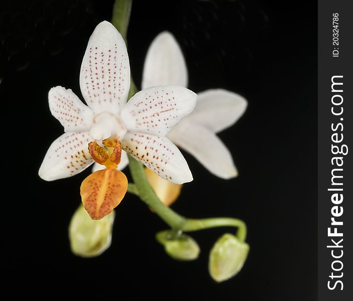 Orchid phalaenopsis hybrid over black