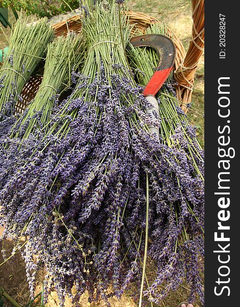 Fresh cut bundles of lavender farm in provence