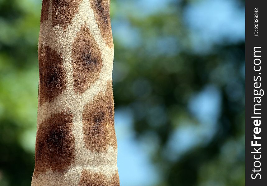 Details of giraffe neck and its pattern.