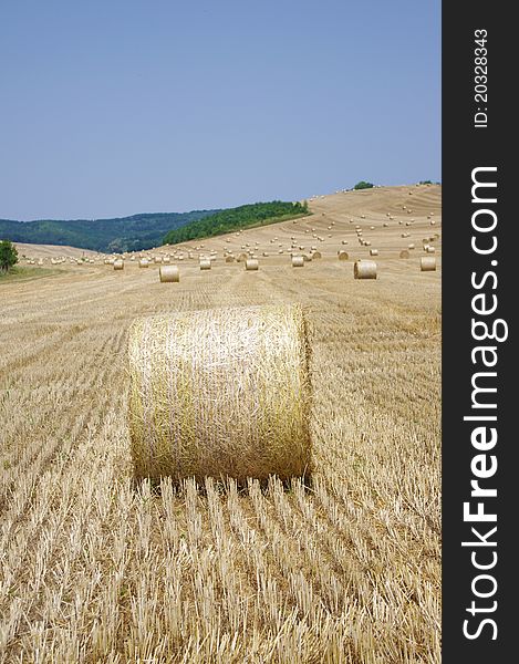 Hay bales on the field