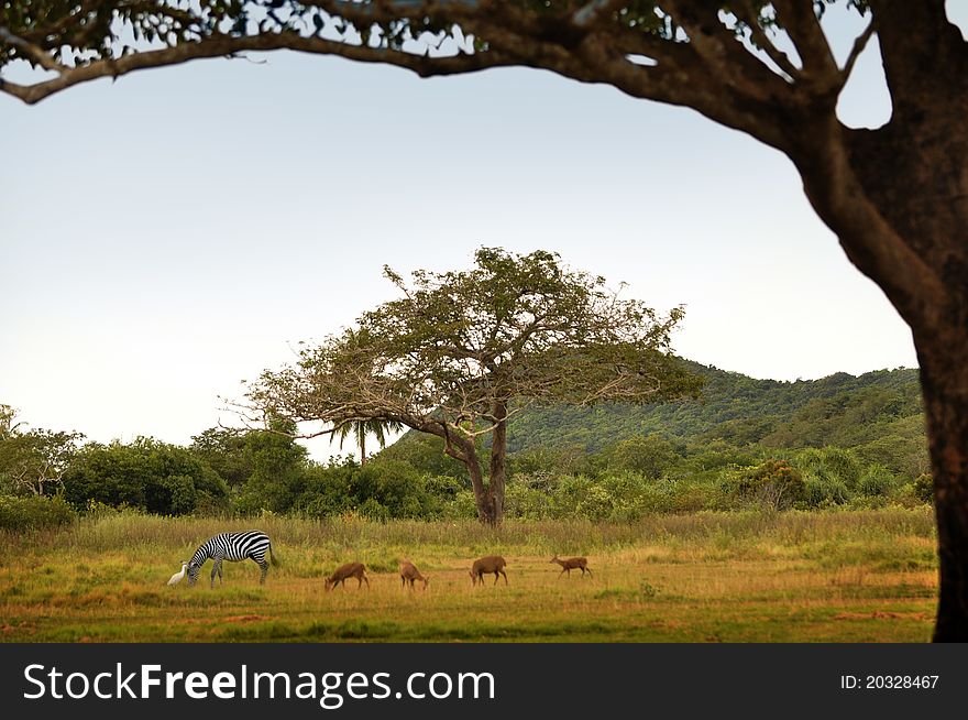 A few animals grazing in the grassland of Calauit island nature reserve. A few animals grazing in the grassland of Calauit island nature reserve.