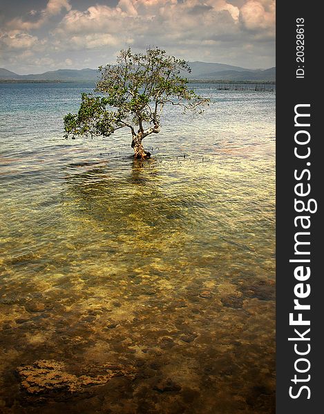 A lone tree stands near the shores of Puerto Princessa, Palawan. A lone tree stands near the shores of Puerto Princessa, Palawan.