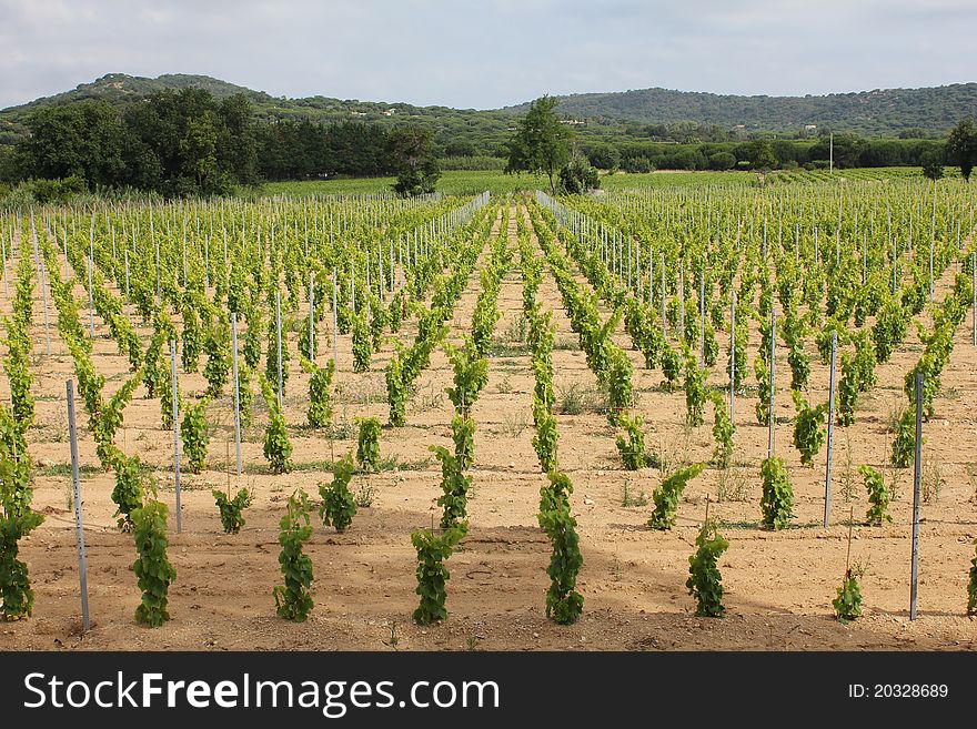 Vineyard in Ramatuelle, South of France. Vineyard in Ramatuelle, South of France