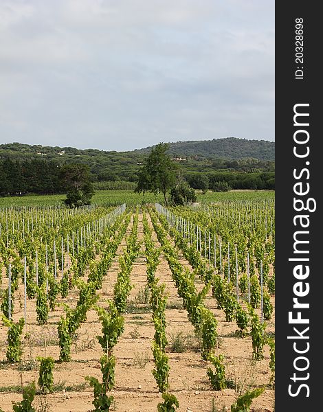 Vineyard near Ramatuelle, Provence