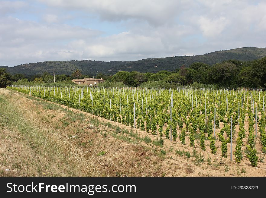 Vineyard Near Ramatuelle, Provence