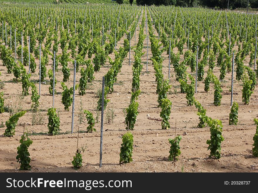 Vineyard in Ramatuelle, South of France. Vineyard in Ramatuelle, South of France