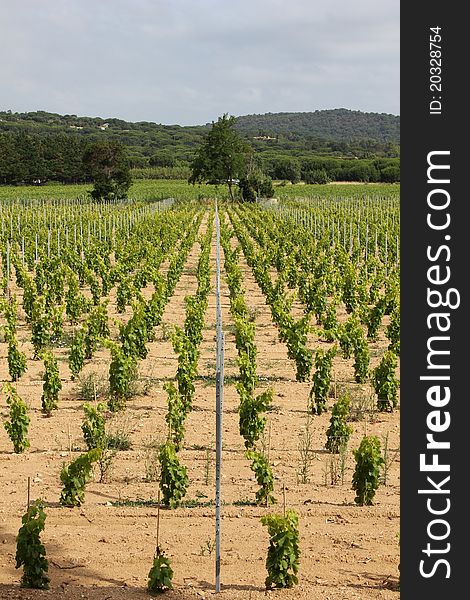 Vineyard on the South of France