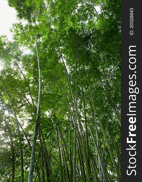 The bamboo of a forest outdoor. The bamboo of a forest outdoor