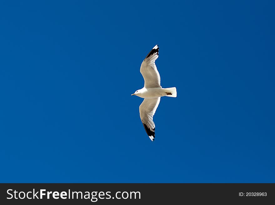 Seagull in blue sky with a straightened side wings.