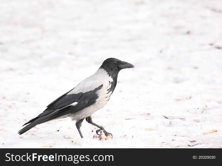 A raven sitting on snow. Winter. A city. A raven sitting on snow. Winter. A city.