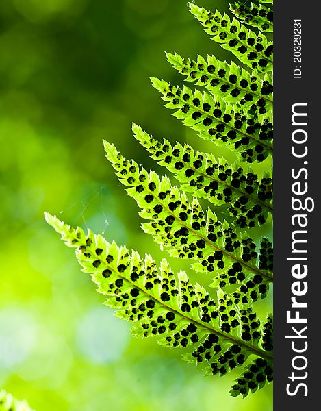 Fern Leafs With Spores