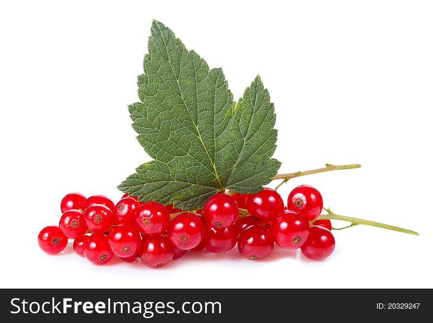 Red currant with leaf on a white background