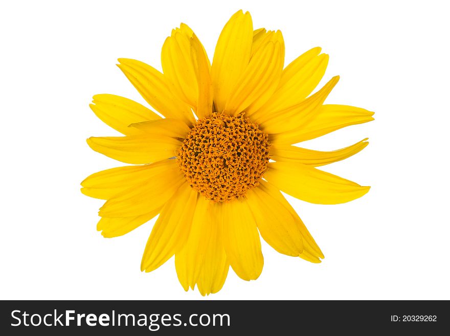 Yellow daisy flower on white background