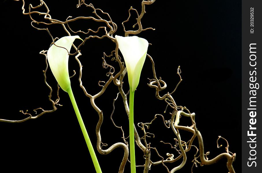 White Flowers On A Black Background