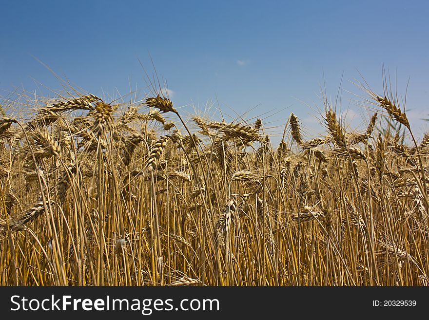 Golden Grains of wheat against a blue sky