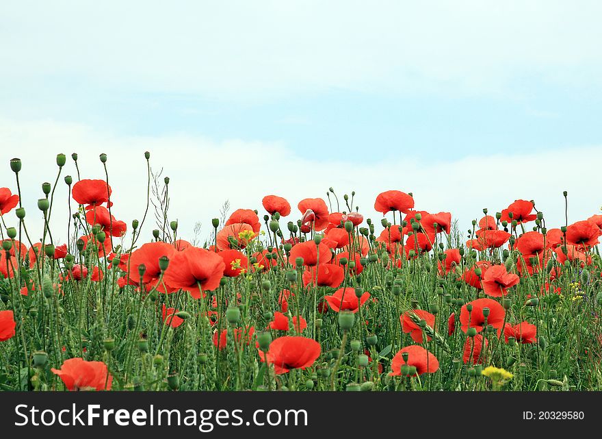 Field with a lot of red poppies blooming. Field with a lot of red poppies blooming