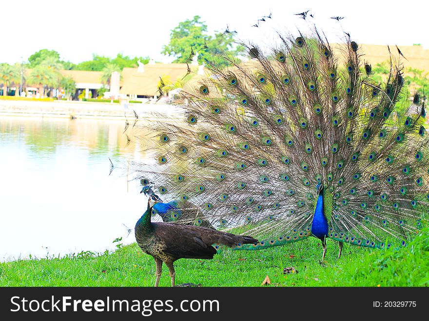 The peacock show his dancing. The peacock show his dancing.