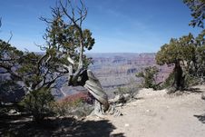 Twisted Tree In The Grand Canyon Royalty Free Stock Images
