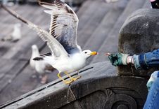 Hungry Seagull Stock Image