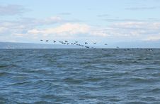 Flock Of Common Murres Flying Royalty Free Stock Photo Flock Of Common Murres Flying Royalty Free Stock Photo