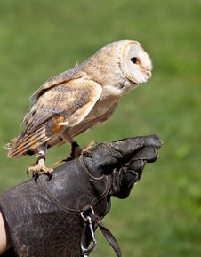 Barn Owl (Tyto Alba) Royalty Free Stock Photo
