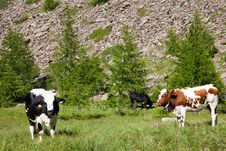 Cows And Italian Alps Royalty Free Stock Photography