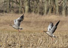 Greylag Goose Royalty Free Stock Photo Greylag Goose Royalty Free Stock Photo