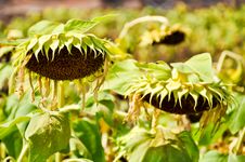 Dry Sunflower Field Stock Image Dry Sunflower Field Stock Image