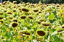 Dry Sunflower Field Stock Photos Dry Sunflower Field Stock Photos