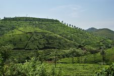 Tea Plantation Stock Image