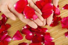 Hands On Rose Petals Stock Photography