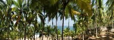 Coconut Palms On The Ocean Shore Royalty Free Stock Image Coconut Palms On The Ocean Shore Royalty Free Stock Image