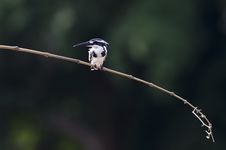 Pied Kingfisher Stock Photography Pied Kingfisher Stock Photography