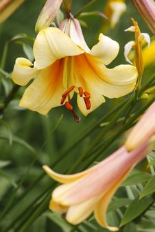 Beautiful Lilies Stock Photo Beautiful Lilies Stock Photo