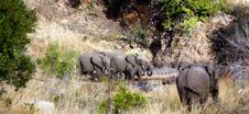 Leopard And Elephants Royalty Free Stock Photography Leopard And Elephants Royalty Free Stock Photography
