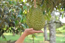 Hand Supporting A Durian Fruit Stock Photography Hand Supporting A Durian Fruit Stock Photography