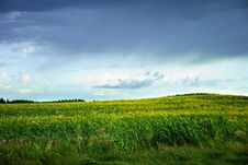 Field Of Canola Stock Photography Field Of Canola Stock Photography