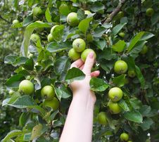 The Hand Breaks Green Apples In Garden Royalty Free Stock Photography The Hand Breaks Green Apples In Garden Royalty Free Stock Photography